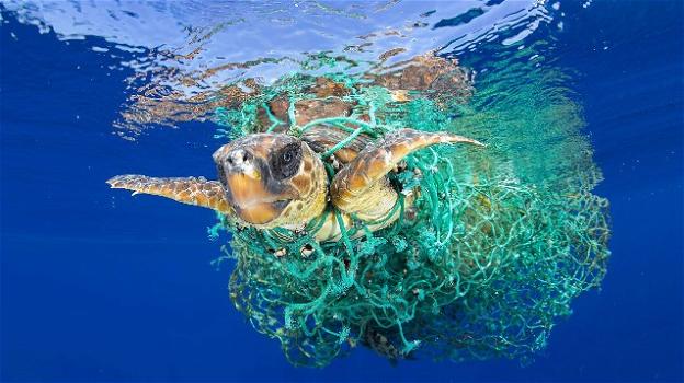 Bari, tartarughe marine decapitate per superstizione