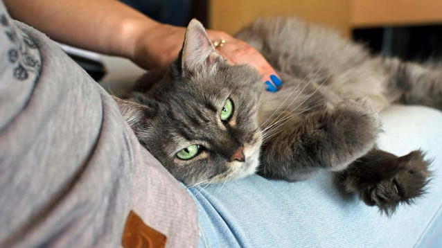 In Lombardia i cani e i gatti potranno essere sepolti con i loro relativi padroni