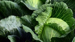Il cavolo è il superfood che difende da tumori, ictus e infarti