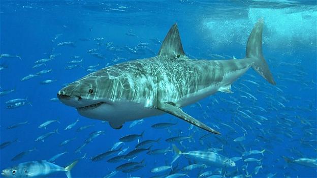 Il DNA degli squali potrebbe sconfiggere i tumori. Lo studio