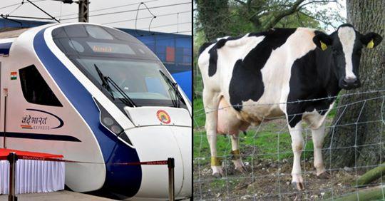 Treno ad alta velocità travolge una mucca e si blocca per problemi tecnici: era appena stato inaugurato