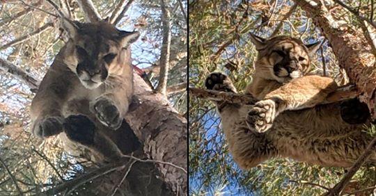 Anziana chiama i Vigili del Fuoco per soccorrere un gattino bloccato su un albero, ma era un grosso puma