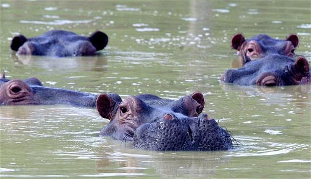 Colombia, gli ippopotami di Pablo Escobar continuano a riprodursi: “Non riusciamo a fermarli”