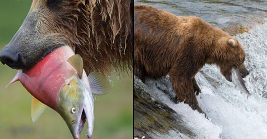 Ora puoi dare il nome del tuo ex ad un salmone che verrà sbranato da un orso