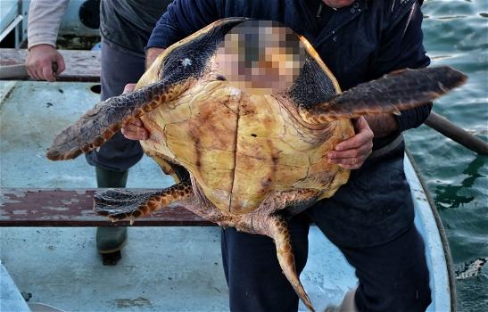 Massacro di tartarughe marine sulle spiagge pugliesi: decapitate per superstizione