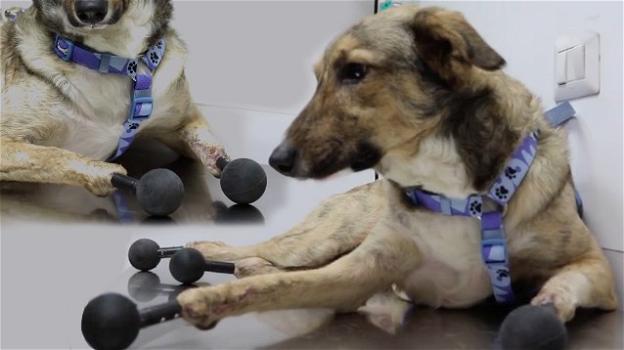 Piedino, il primo cane al mondo con protesi a tutte le zampe