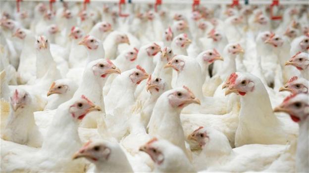 Ikea, nuovo piano per migliorare la salute dei polli