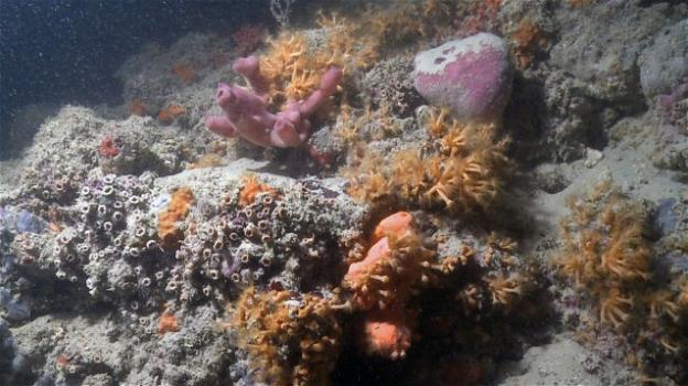 La Puglia come le Maldive: scoperta la prima barriera corallina