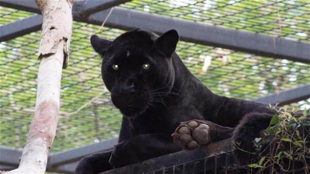 Stati Uniti, tenta di farsi un selfie con il giaguaro: attaccata e ferita