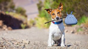 Ruba un’auto ma non si accorge del cane, abbandona la vettura ma il cane fugge. Avviate ricerche