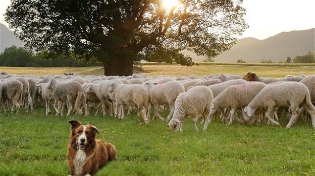 Le pecore vanno al macello, il cane che le ha protette insegue il camion che le trasporta
