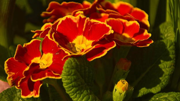 Vercelli, rubati i fiori sulla tomba di un bambino: la rabbia della madre