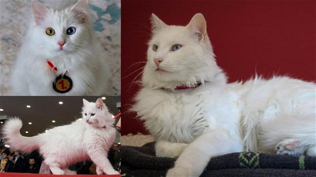 Turchia: Spak vince il titolo di gatto più bello del mondo