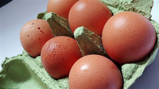 Uova e salute: un nuovo studio rilancia l’allarme colesterolo