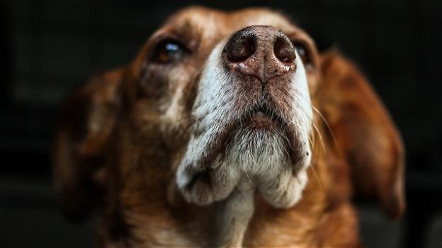 I cani possono prevedere le crisi di epilessia. Lo studio