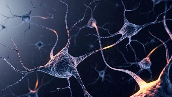 I neuroni si rigenerano anche in tarda età: la scoperta può rivoluzionare le terapie per l’Alzheimer