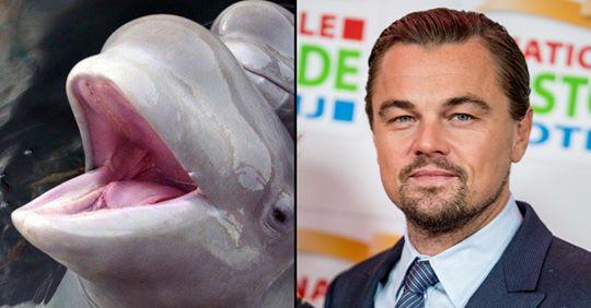 Leonardo DiCaprio salva 100 cetacei catturati illegalmente con un tweet