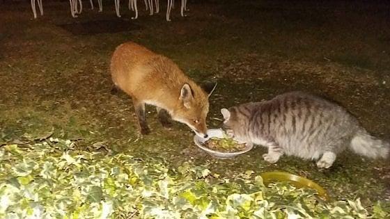 Come in Pinocchio: un gatto e una volpe si ritrovano ogni sera per cenare insieme
