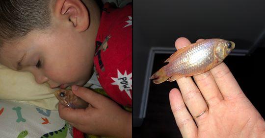 Bimbo uccide per errore il suo adorato pesciolino rosso: “Si sentiva solo di notte”