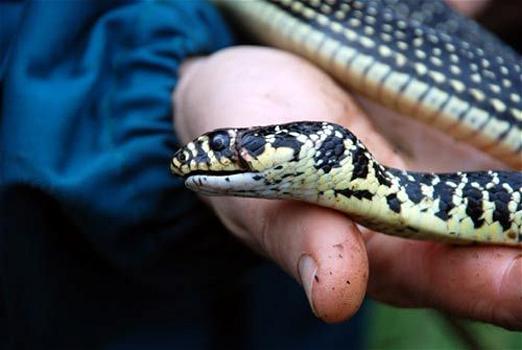 Ivrea: mette un serpente velenoso a guardia della droga nel camper