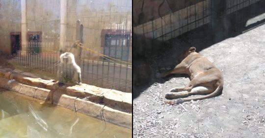 Animali lasciati a se stessi da mesi: le foto choc dall’interno dello zoo abbandonato