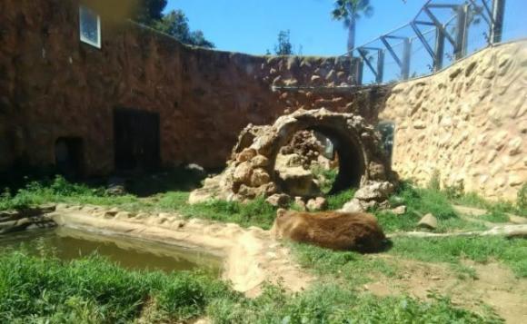 Animali lasciati a se stessi da mesi: le foto choc dall’interno dello zoo abbandonato