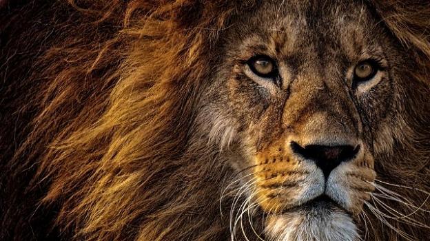 Il leone rischia di estinguersi entro il 2050