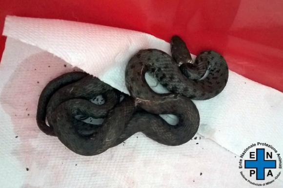 Giovanni Storti trova un serpente davanti casa: lo cattura e lo mette al sicuro