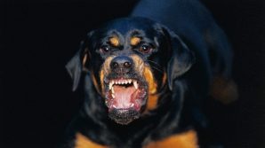 Bologna, uomo azzannato da un Rottweiler per salvare il suo cane