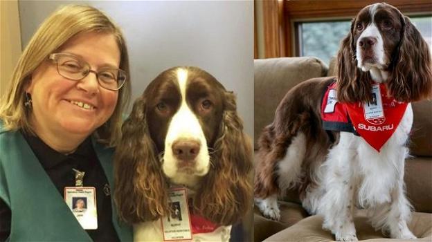 Pet therapy al pronto soccorso: il cane Murphy allevia il dolore e l’attesa dei pazienti