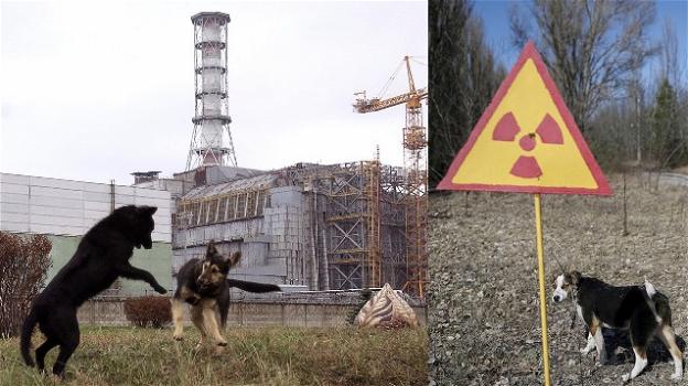Gli animali della zona di Chernobyl si stanno adattando alla radioattività