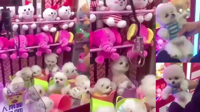 Peta: cani veri usati come premi del gancio acchiappa peluche