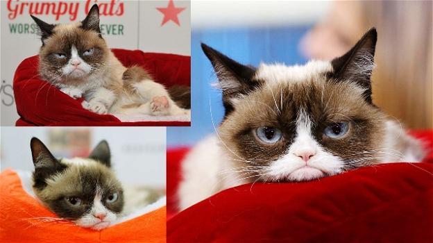 Addio a Grumpy Cat, la gatta imbronciata più ricca e amata del web