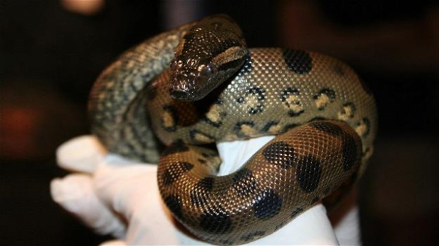 New England Aquarium, anaconda partorisce senza accoppiamento