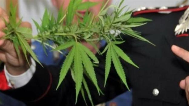 La Cassazione si pronuncia: il commercio di cannabis light diviene reato
