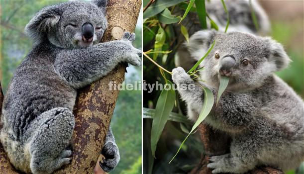 Addio Koala, sono “funzionalmente estinti”: ne restano solo 80mila