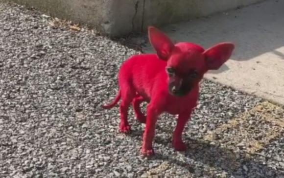 Dipinge il suo cane di rosso: nella bufera il rapper Valee