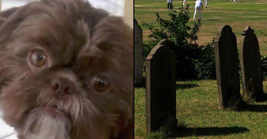 Una cagnolina in salute è stata soppressa perchè la padrona desiderava fosse seppellita accanto a lei