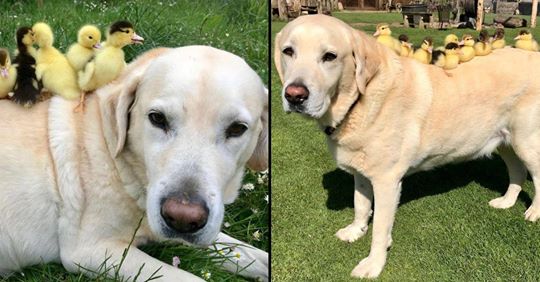 L’incredibile storia del labrador che gira per le campagne e adotta i pulcini rimasti orfani
