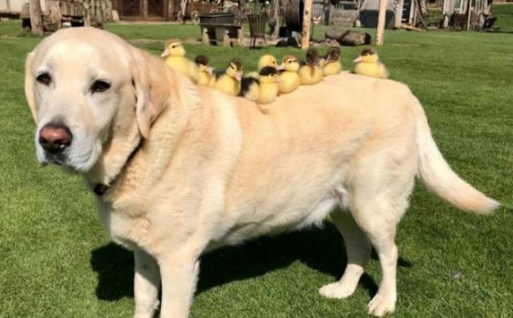 L’incredibile storia del labrador che gira per le campagne e adotta i pulcini rimasti orfani