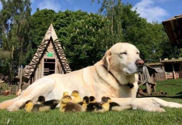 L’incredibile storia del labrador che gira per le campagne e adotta i pulcini rimasti orfani