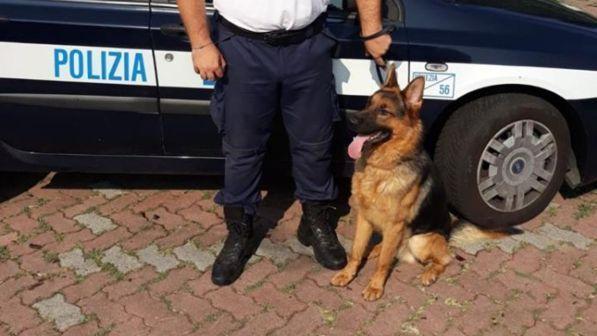 Lapo el can, il cane antidroga della polizia che non fallisce mai e trova 60 dosi di cocaina nascoste