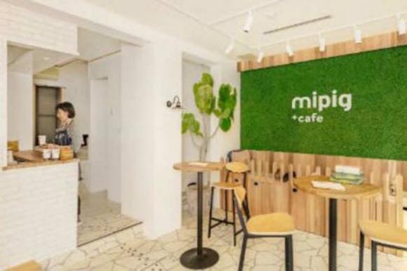 Ecco il Mipig Cafè, il bar con i porcellini dentro