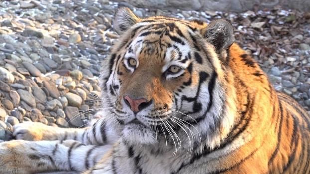 Telecamera piazzata in un bosco per riprese naturalistiche filma uomo sotto LSD che si crede una tigre