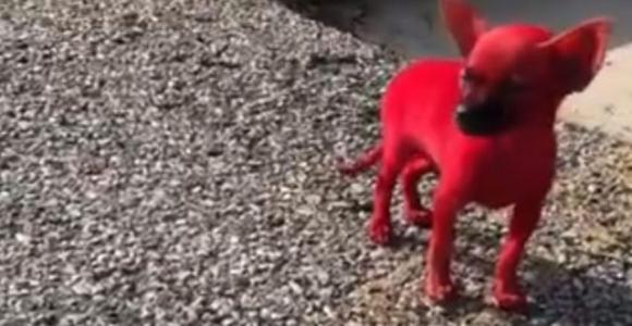 Dipinge il suo cane di rosso: nella bufera il rapper Valee