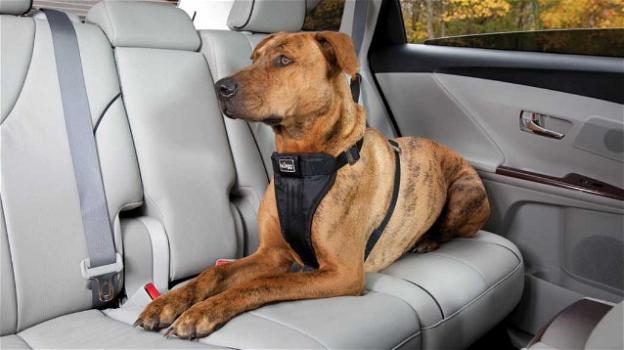 Locauto contro l’abbandono: consentiti cani nelle auto a noleggio