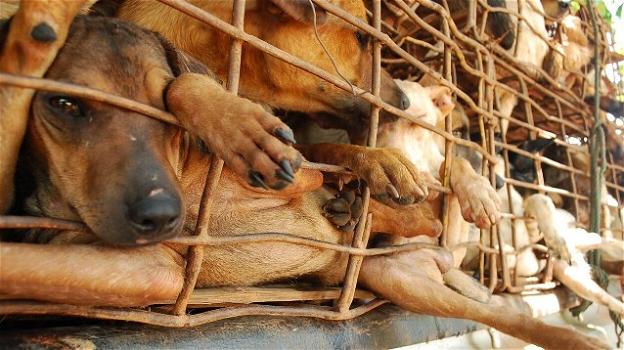 Cina, torna il Festival di Yulin: tante le petizioni per salvare i cani dalla mattanza