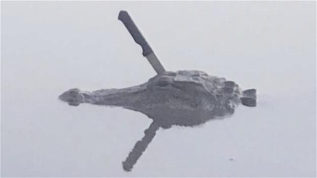 Texas: avvistato un coccodrillo con un coltello ficcato in testa