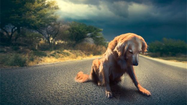Cani abbandonati: oltre 350 lasciati sulle strade nel primo ponte estivo