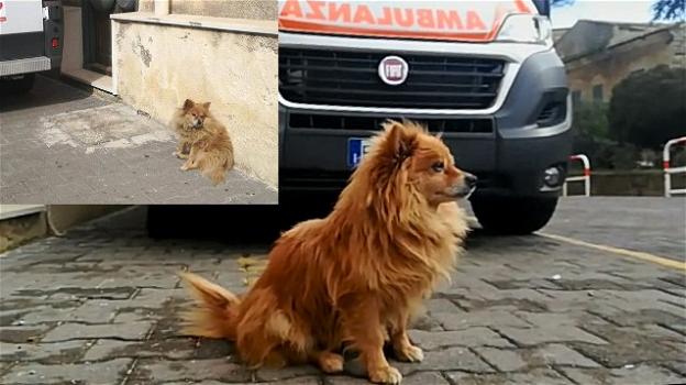 Addio al cane Stefano: attendeva da tre anni, davanti all’ospedale, il suo padrone defunto
